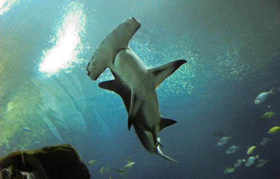 hammerhead shark eating. hammerhead shark at Georgia