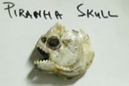 piranha skull