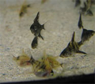 fake sand aquarium with angelfish fry